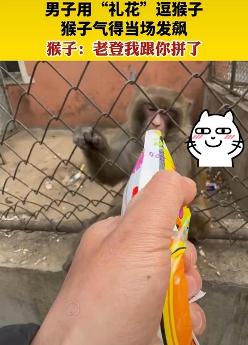 车钥匙逗猴被猴抢走,猴子车钥匙