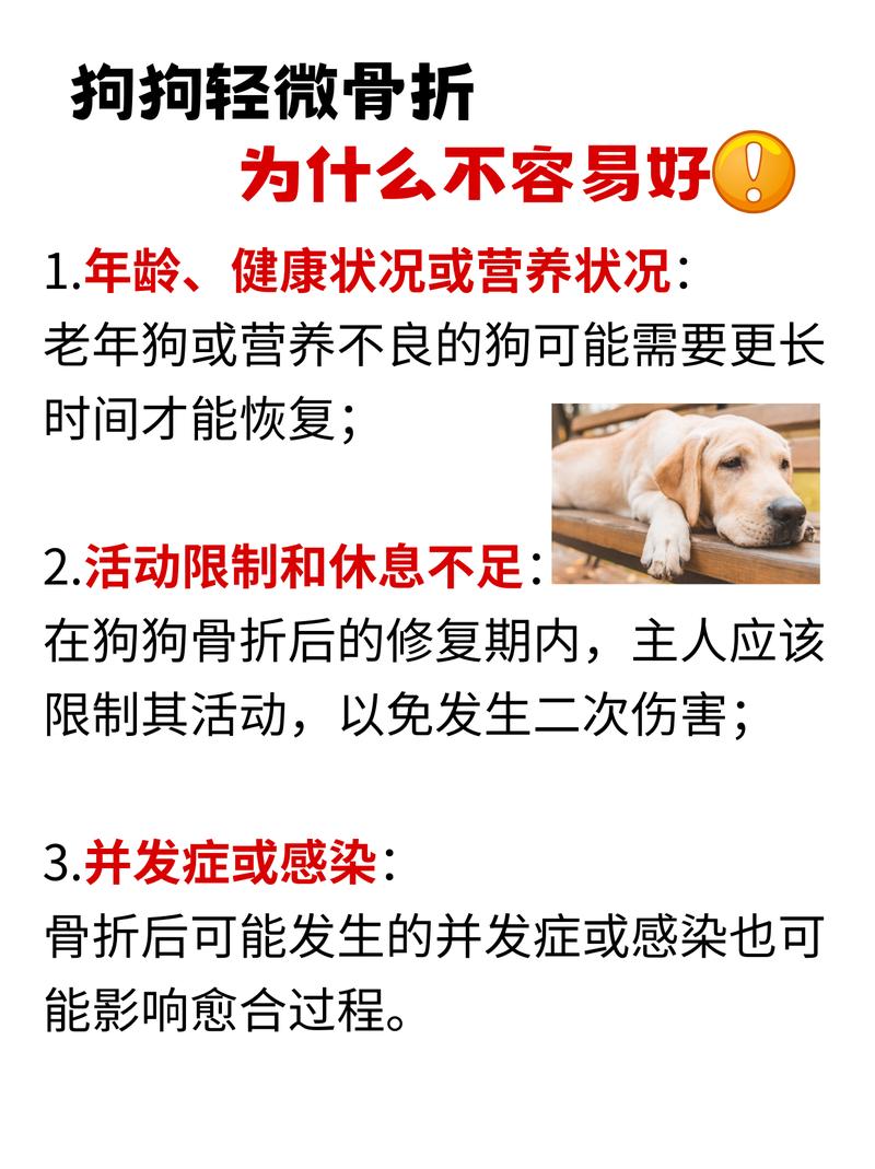 被狗主人殴打致骨折,狗被打骨折了怎么办